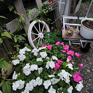 来春への思い/東側の庭/花に囲まれて暮らす/車輪オブジェ/10月の庭のインテリア実例 - 2021-10-11 18:50:42