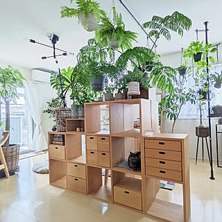 棚/木製家具/シンプルな暮らし/観葉植物/観葉植物インテリア...などのインテリア実例 - 2022-09-19 08:28:02