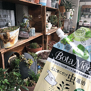 BotaNice/多肉植物/観葉植物/JUNK/DIY棚...などのインテリア実例 - 2019-04-28 17:48:02