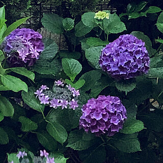 紫陽花/見ていただきありがとうございます/庭の花/たくさんのいいねフォローに感謝です/無言フォローでごめんなさい(^_-)...などのインテリア実例 - 2020-06-12 12:36:09