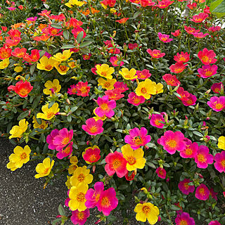 ポーチュラカ❤️/夏/植物のある暮らし/いいね♪いつもありがとうございます❤️/見て下さり、ありがとうございます♡...などのインテリア実例 - 2021-07-22 08:29:57