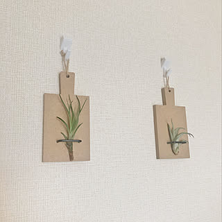 観葉植物のある暮らし/観葉植物/エアプランツホルダー/エアプランツ初心者/エアプランツ...などのインテリア実例 - 2022-06-22 11:56:56