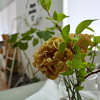 花のある暮らし/暮らしを楽しむ/植物のある暮らし/いいね、フォロー本当に感謝デス☺︎/心にゆとりを(⍢)...などのインテリア実例 - 2019-06-18 08:47:06