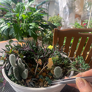 多肉植物の赤ちゃん/ベランダの多肉植物/好きな風景/観葉植物のある暮らし/見てくれてありがとうございます♡...などのインテリア実例 - 2023-02-04 10:42:24