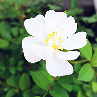 机/ベランダガーデン/おはようございます☺︎/ミニ薔薇咲きました/いいね！ありがとうございます♪...などのインテリア実例 - 2019-05-19 09:02:53