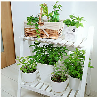 鉢植え ミントのおしゃれなアレンジ 飾り方のインテリア実例 Roomclip ルームクリップ