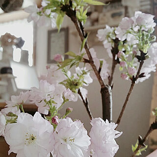 机/RC山口♡/桜の盆栽/母の日のプレゼント♡のインテリア実例 - 2020-05-13 20:42:48