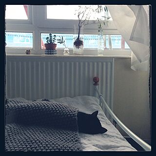 ベッド周り/黒猫/猫ハンター/猫/観葉植物...などのインテリア実例 - 2015-04-26 23:55:57