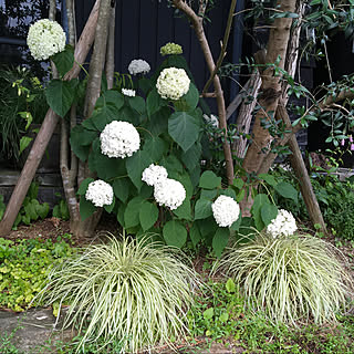 庭の草花/庭を楽しむ/アナベル/紫陽花/植物のある暮らし...などのインテリア実例 - 2021-06-20 11:35:40