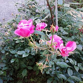 壁/天井/薔薇？/おはようごさいます(*^-^*)/庭(花壇)のインテリア実例 - 2016-05-13 06:36:45