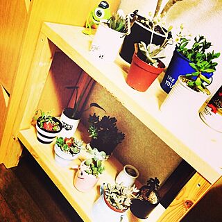 DIY棚/グリーンのある暮らし/観葉植物/多肉植物/植物...などのインテリア実例 - 2015-05-02 21:29:02