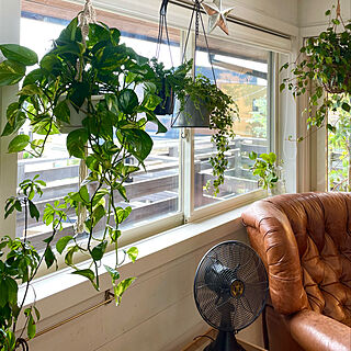 窓際ディスプレイ/窓際のグリーン/観葉植物のある暮らし/お気に入りの空間/リビングの一角...などのインテリア実例 - 2022-08-21 12:45:55