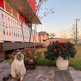 輸入住宅/お気に入りの場所/花のある暮らし/スウェーデン/北欧住宅 ...などのインテリア実例 - 2019-11-14 01:24:28