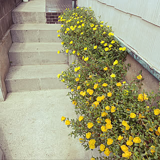 花/地植え/リノベーション/犬と暮らす/築40年...などのインテリア実例 - 2021-09-15 12:41:06