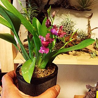 部屋全体/NO GREEN NO LIFE/Orchids/flowerのインテリア実例 - 2016-06-20 22:45:43
