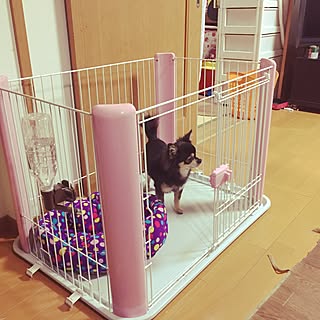 部屋全体/犬小屋リメイク/いつもいいね！ありがとうございます♪/皆さんのお陰で励みになってます♡/フォロワーさん100人♡感謝のインテリア実例 - 2017-02-17 20:17:11