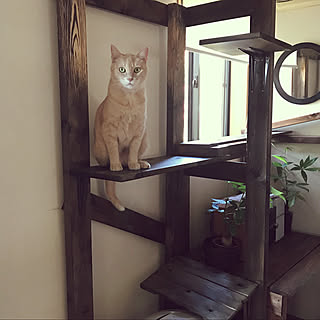 1×4材/キャットタワーDIY/観葉植物/ねこ/夏...などのインテリア実例 - 2020-08-20 07:26:52