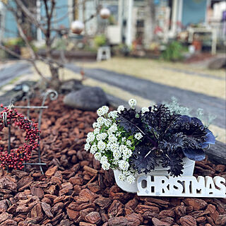 何となくクリスマス/オオデマリ/冬の花壇/ハボタン寄せ植え/ガーデニング...などのインテリア実例 - 2021-12-23 16:52:30