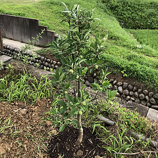 姫りんごの木/お庭の木/お庭のある家/お庭/築一年...などのインテリア実例 - 2019-06-16 07:16:14