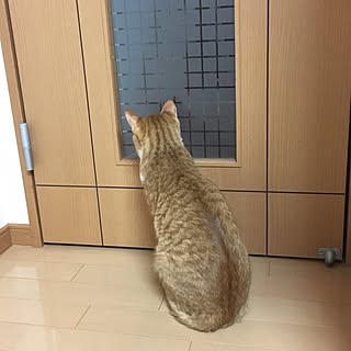 棚/ねことここちよく暮らす/猫/ねこ家/ねこ愛...などのインテリア実例 - 2017-03-14 17:02:42