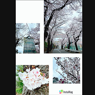 桜綺麗でしたよー/桜の花/桜並木/桜満開.*✿/桜のインテリア実例 - 2022-03-27 15:37:10