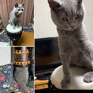 ベッド周り/jembe/ジャンべ/djembe/子猫...などのインテリア実例 - 2018-11-13 19:30:40