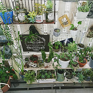 机/植物のある暮らし/DIY/植物棚DIY/植物...などのインテリア実例 - 2018-06-19 15:42:30