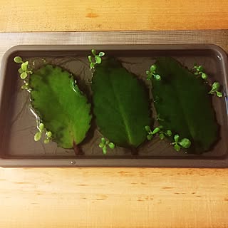 セイロンベンケイソウのインテリア実例 Roomclip ルームクリップ