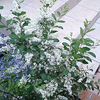 玄関/入り口/花のある暮らし/植物やお花、全くの初心者です/シルバープリペッドのインテリア実例 - 2017-05-26 05:59:55