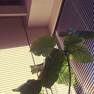 ベッド周り/植物/窓のインテリア実例 - 2017-02-06 22:11:10