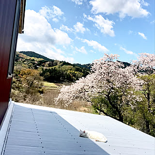 頭寒足熱(=^x^=)/景色/ウッドデッキは猫の庭/桜/里山...などのインテリア実例 - 2019-04-15 10:24:20