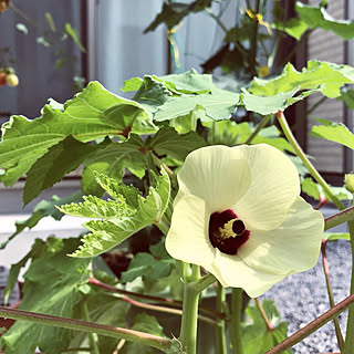 玄関/入り口/庭/プランター栽培/オクラの花/植物のある暮らしのインテリア実例 - 2018-10-20 20:12:16