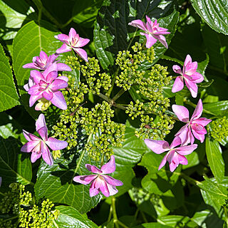 額紫陽花/紫陽花/庭/ガーデニングが好き/花のある暮らし...などのインテリア実例 - 2023-05-24 14:27:29