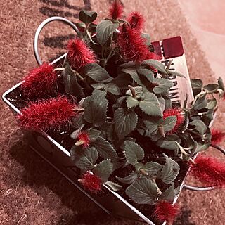 今日買った植物/赤に惹かれる/キャットテール メメ/RCの出会いに感謝♡/いつもいいね！ありがとうございます♪...などのインテリア実例 - 2017-06-06 19:52:48