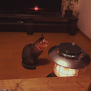 テレビ台 DIY/ねこ/暖房器具/ねこのいる風景/古い家...などのインテリア実例 - 2021-01-06 15:12:20