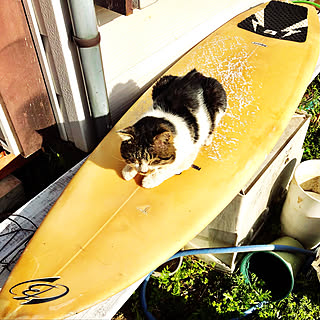 いらなくなったsurfboard/野良猫ちゃん/stay home/中古住宅/DIY...などのインテリア実例 - 2021-03-18 08:58:16