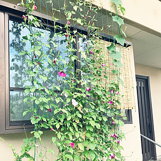朝顔すだれ　みどりのカーテン 朝顔すだれ みどりのカーテン 緑のカーテン 伸縮ワイド 幅180cm