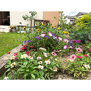 夏の花/ビタミンカラー/ひまわり/夏の庭/花のある暮らし...などのインテリア実例 - 2020-07-19 12:35:38