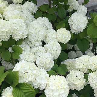 庭の花/花が好き/春ですね♪/こどもと暮らす/白い花が好き...などのインテリア実例 - 2020-04-23 14:25:16