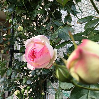 机/机ではありません。/薔薇が好き/薔薇/庭...などのインテリア実例 - 2017-05-06 18:07:13