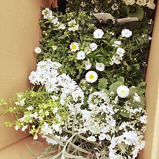 玄関/入り口/花壇作り中/花壇を緑いっぱいにしたい/ホワイトガーデン/おはな...などのインテリア実例 - 2015-03-09 19:17:28