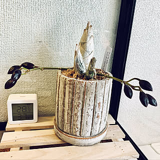 植物のある暮らし/観葉植物/一人暮らし/植物のある部屋/リクガメのおうち...などのインテリア実例 - 2020-12-13 12:24:32