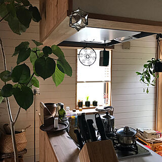 食虫植物/アンティーク/ウンベラータ/植物のある暮らし/キッチンのインテリア実例 - 2019-05-31 10:10:04