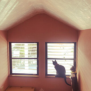 物置で遊ぶ猫/屋根裏の物置/ねこのいる風景/壁/天井のインテリア実例 - 2021-02-24 15:18:15