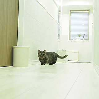 玄関/入り口/猫のいる日常/シンプルな暮らし/マンチカン/猫と暮らす...などのインテリア実例 - 2022-03-08 21:22:28