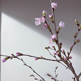 春/咲き始めました/サクラ/さくら/桜...などのインテリア実例 - 2022-03-01 08:27:50