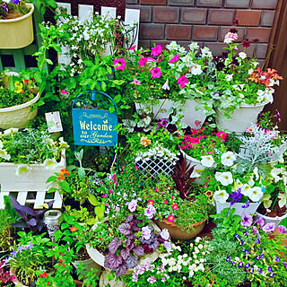 玄関の前花たち元気だよー/いいね、嬉しいです。/花のある暮らし/皆さまのおかげです/おはようございます◡̈♥︎...などのインテリア実例 - 2019-06-20 06:17:25