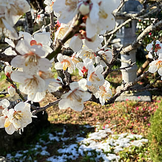 玄関/入り口/青い空/春はもうすぐ/灯篭/梅の花...などのインテリア実例 - 2024-03-27 09:01:01