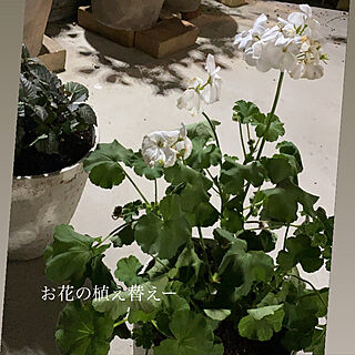 庭つくり中/私のお庭/鉢植え/鉢植えの花/ゼラニューム...などのインテリア実例 - 2021-06-15 19:56:01
