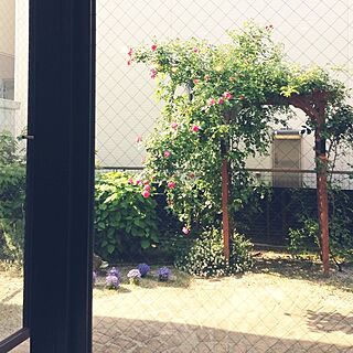 玄関/入り口/薔薇/バーゴラ/庭の植物たちのインテリア実例 - 2014-05-08 07:58:13